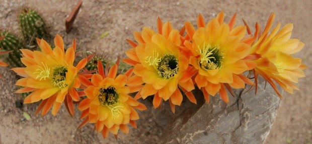 Xeriscape paradise